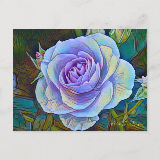 Rosa Blue Bajou [vykort] Vykort (Framsida)