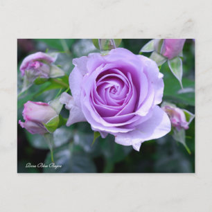 Rosa Blue Bajou [vykort] Vykort