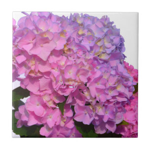 Rosa Blue Hydrangeas elegant rosa lila blommor Kakelplatta