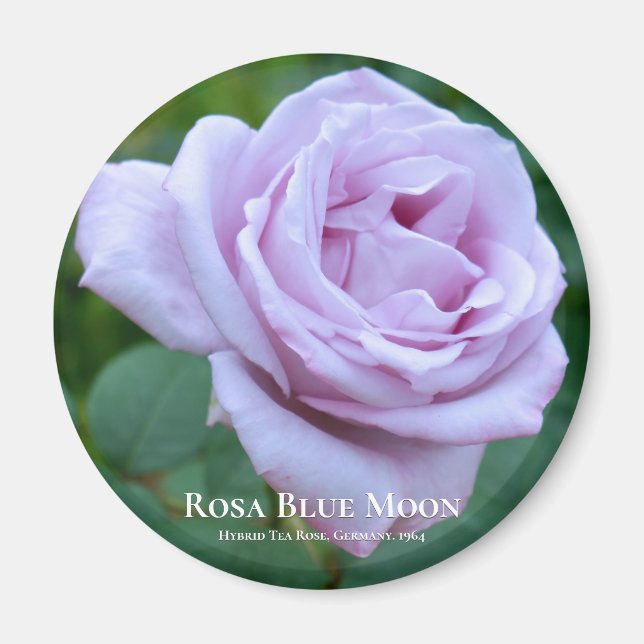 Rosa Blue Måne Magnet (Framsidan)