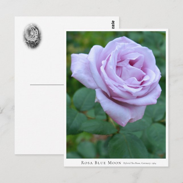 Rosa Blue Moon Vykort (Fram/baksida)