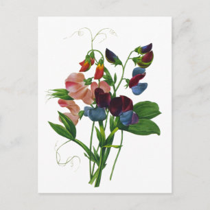Rosa Blue och Lila Sweet Peas by Redoute Vykort