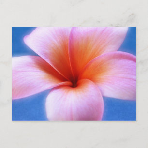 Rosa & Blue Plumeria Frangipani Hawaii Flower Vykort