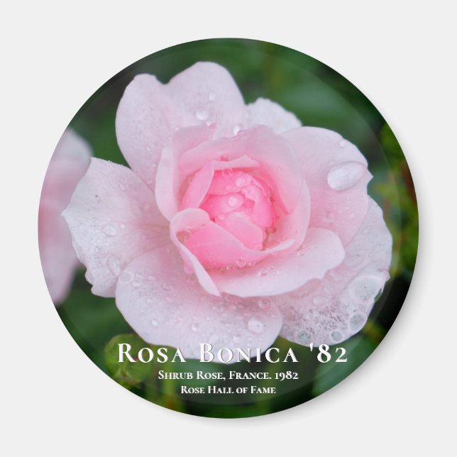 Rosa Bonica '82 Magnet (Framsidan)