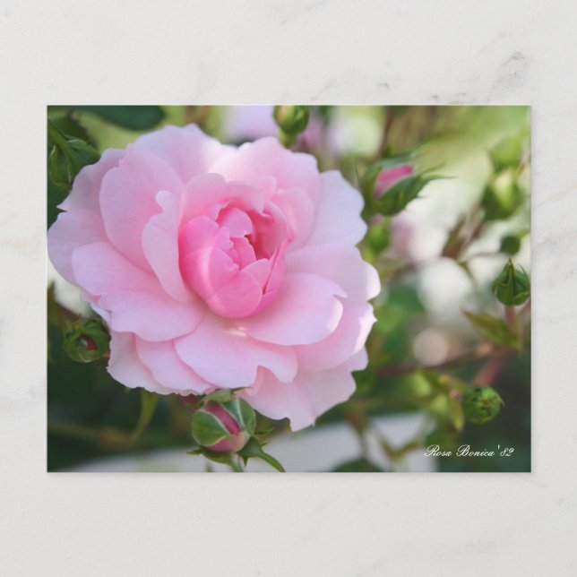 Rosa Bonica '82:Postcard Vykort (Framsida)