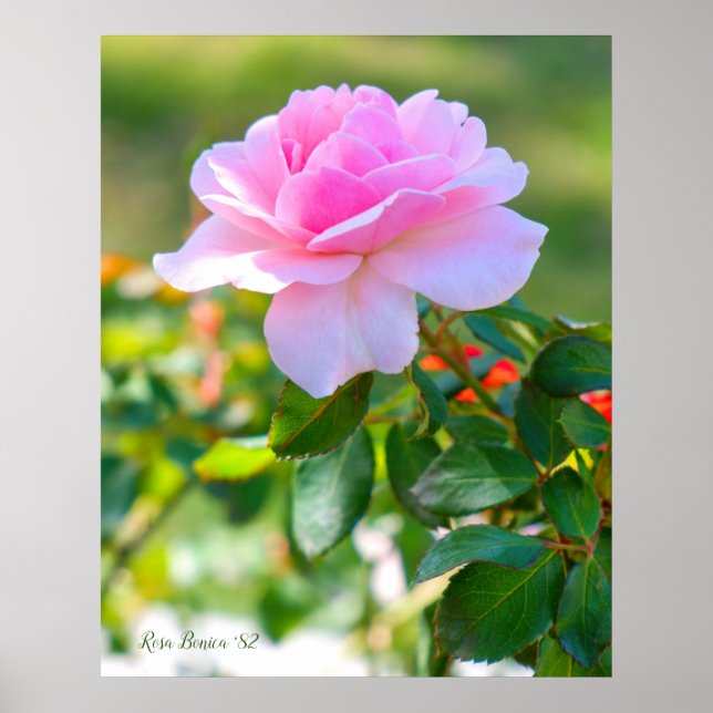 Rosa Bonica '82 Poster (Framsidan)