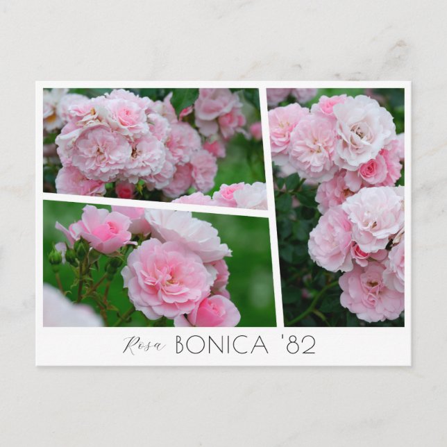  Rosa Bonica '82 Vykort (Framsida)