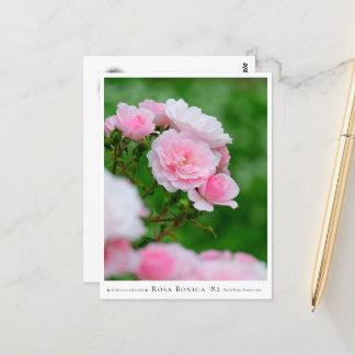 Rosa Bonica '82 Vykort