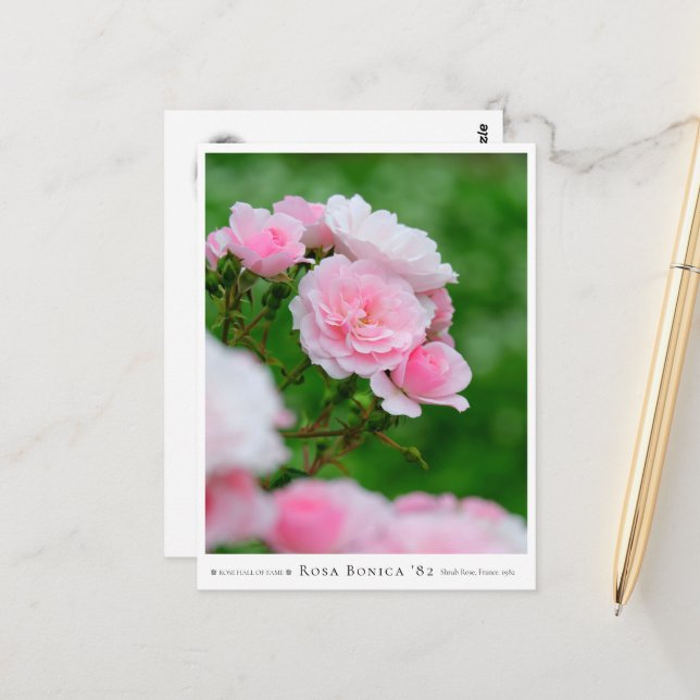 Rosa Bonica '82 Vykort (Fram/Back In Situ)