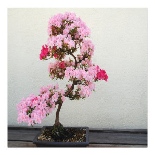 Rosa Bonsai Träd Fototryck