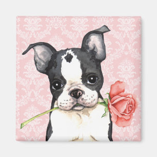 Rosa Boston för valentin Terrier Magnet