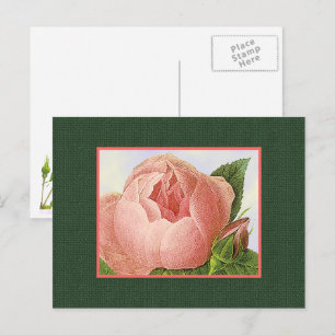 Rosa botanisk ros tom konst vykort