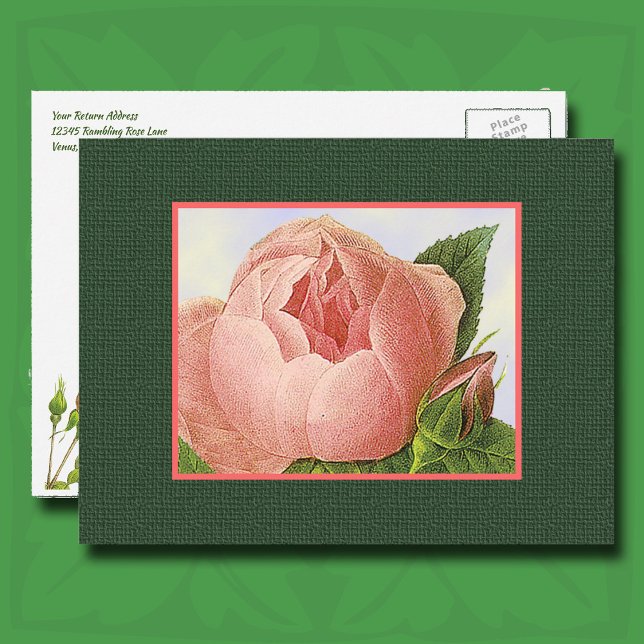 Rosa Botaniskt Ro Editable Returadress Vykort (Pink Botanical Rose Postcard)