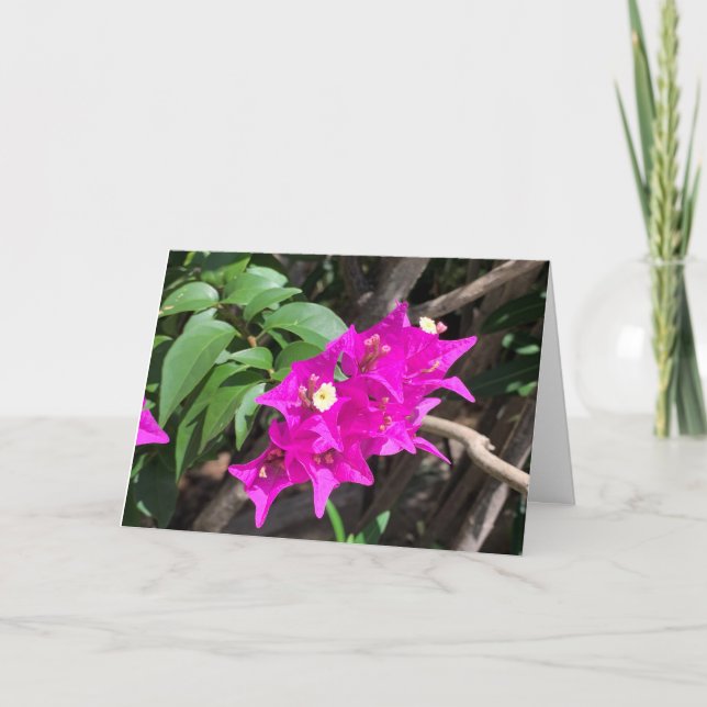 Rosa Bougainvillea Blank Kort (Framsida)