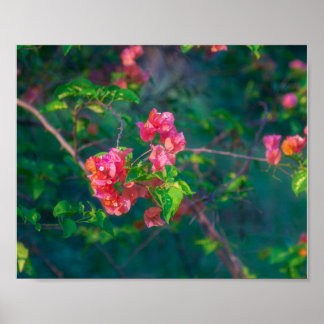 Rosa Bougainvillea Blomma Fotografering Väggkonst
