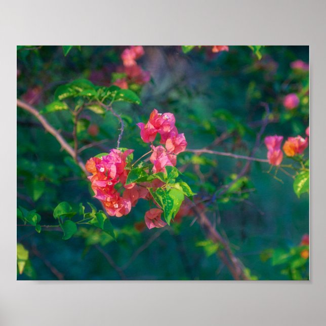 Rosa Bougainvillea Blomma Fotografering Väggkonst  (Framsidan)