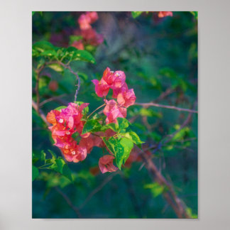 Rosa Bougainvillea Blomma Fotografi Väggkonst Pos