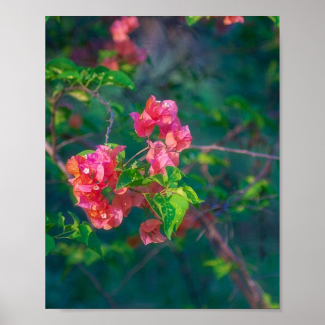 Rosa Bougainvillea Blomma Fotografi Väggkonst Pos (Framsidan)