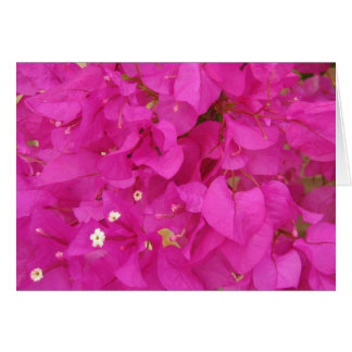 Rosa Bougainvillea Flower (Grekland) OBS Kort