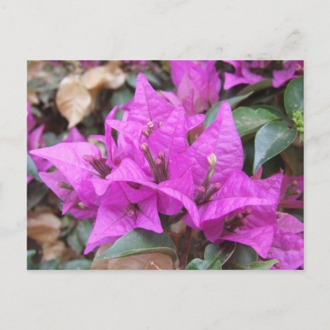 Rosa Bougainvillea Flowers vykort (Framsida)