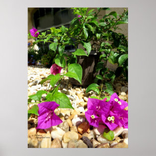Rosa Bougainvillea-småstarna Poster