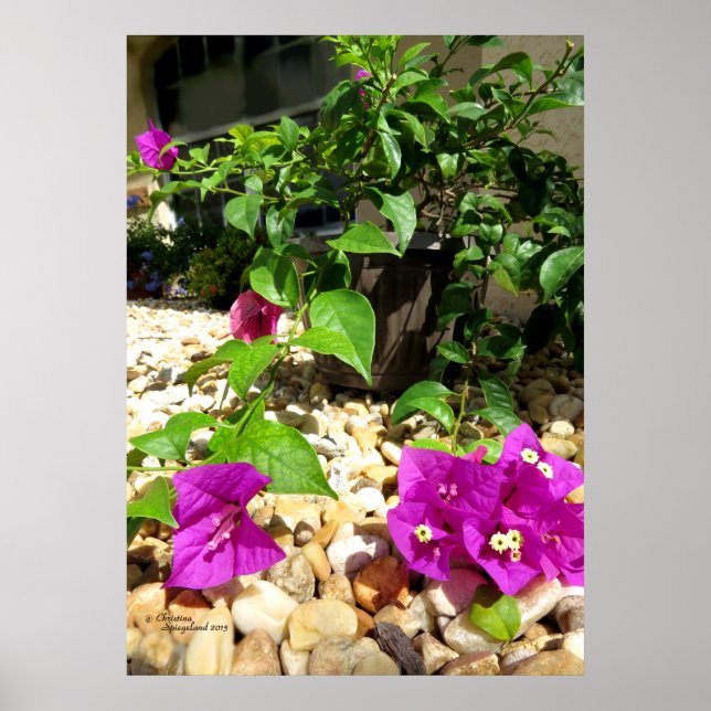 Rosa Bougainvillea-småstarna Poster (Framsidan)