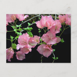 Rosa Bouganvilla Clusters Vykort