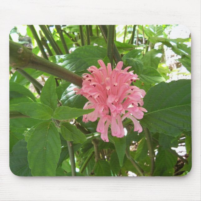 Rosa Brasiliansk plumblomma Musmatta (Framsidan)
