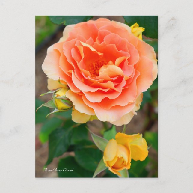 Rosa Brass Band [vykort] Vykort (Framsida)