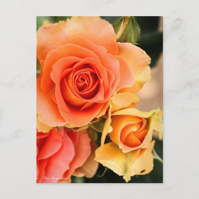 Rosa Brass Band:vykort Vykort (Framsida)