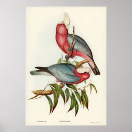 Rosa-bröstad Cacatua Poster