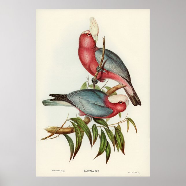 Rosa-bröstad Cacatua Poster (Framsidan)