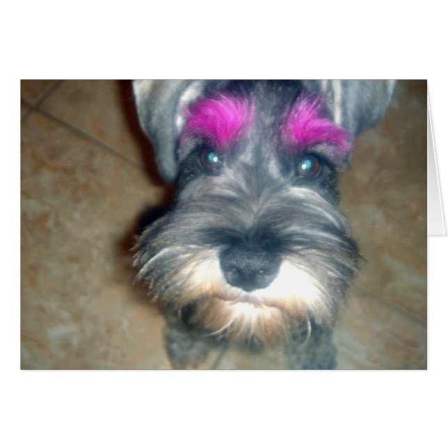 Rosa Brow - Miniature Schnauzer Hälsningskort (Framsidan Horizontal)