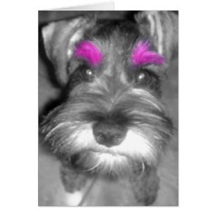 Rosa Brow Schnauzer Hälsningskort