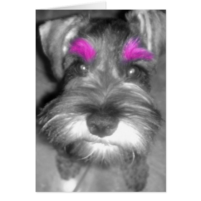 Rosa Brow Schnauzer Hälsningskort (Framsidan)