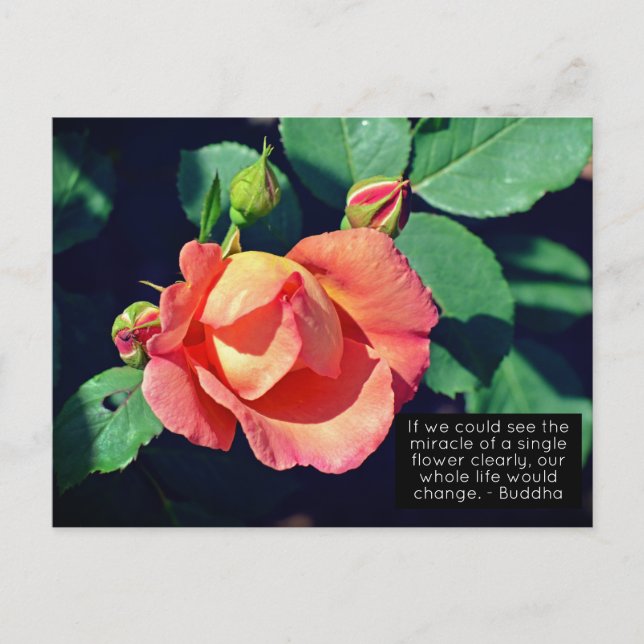 Rosa Budding Ro Motivational Quote Vykort (Framsida)