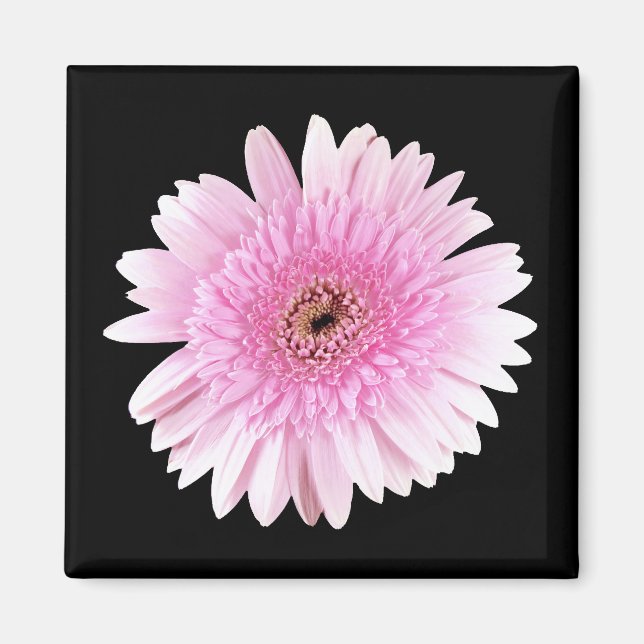 Rosa Burst Magnet (Framsidan)