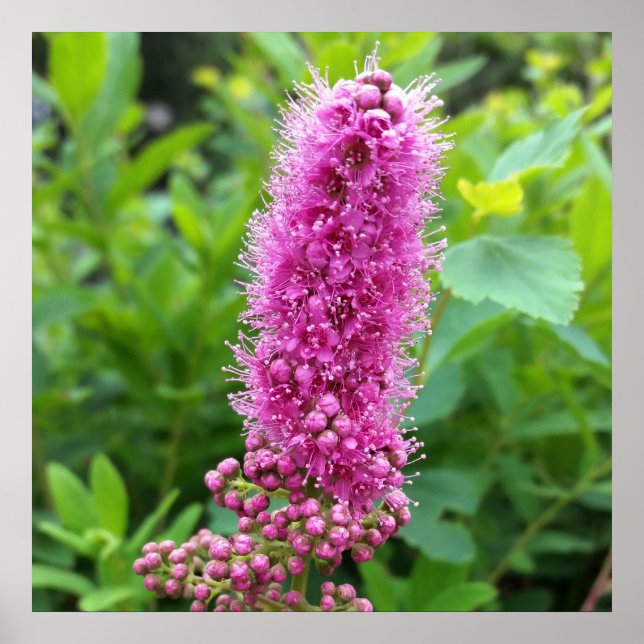 rosa buskar poster (Framsidan)