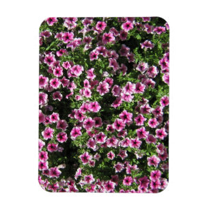 Rosa buskblommor Phlox-trädgårdsskydd Magnet