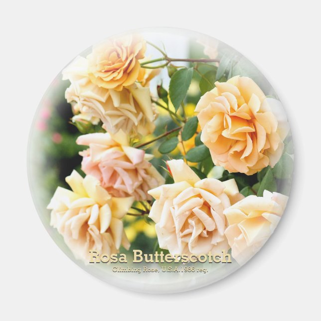 Rosa Butterscotch Magnet (Framsidan)