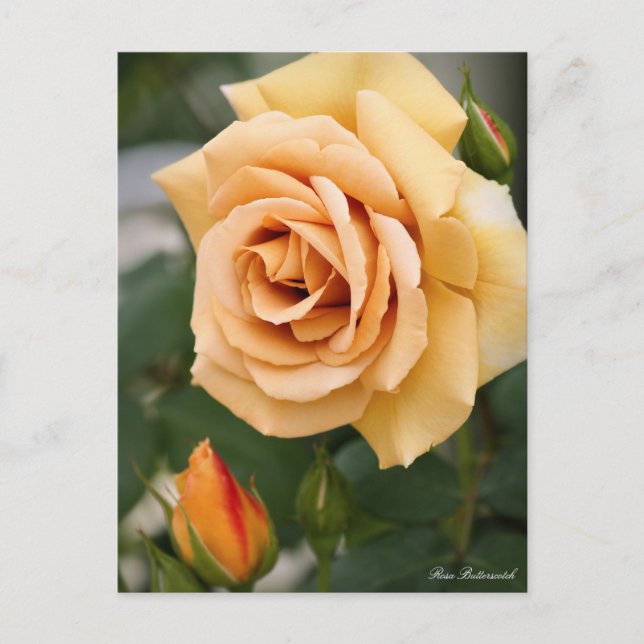 Rosa Butterscotch：Postcard Vykort (Framsida)