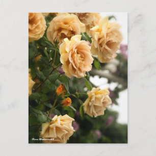 Rosa Butterscotch Vykort