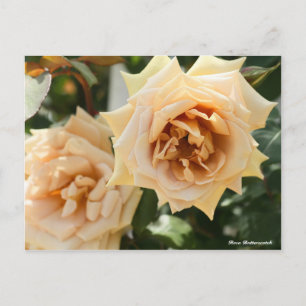Rosa Butterscotch Vykort
