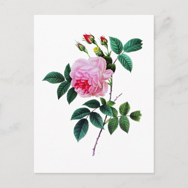 Rosa Cabbage Ro av Pierre Joseph Redoute Vykort (Framsida)