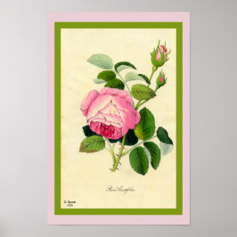 Rosa Cabbage Ro Print of Vintage 1828 Art Beauty Poster