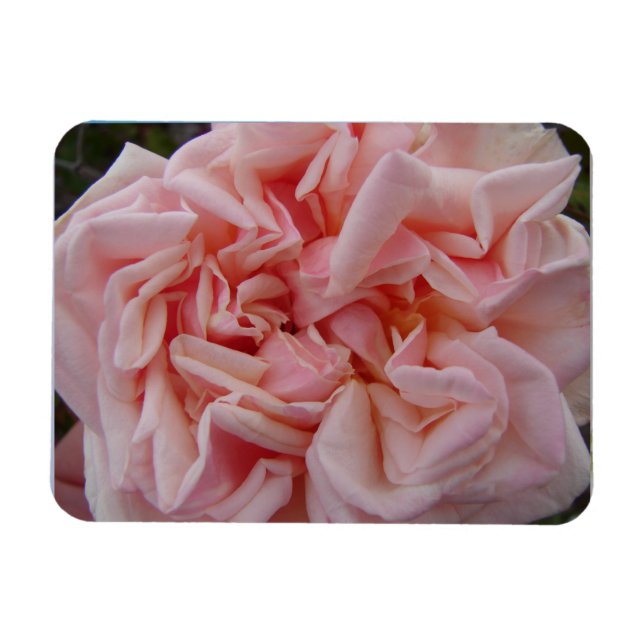 Rosa Cabbage Ro Vintage Flowers Birthanddagskort Magnet (Horisontell)
