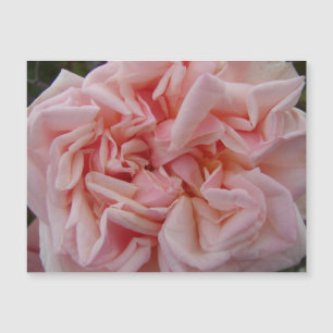 Rosa Cabbage Ro Vintage Flowers Blommigt Magnet