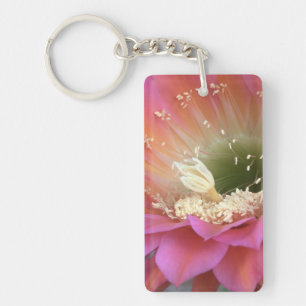 Rosa cactus blomma i öknen