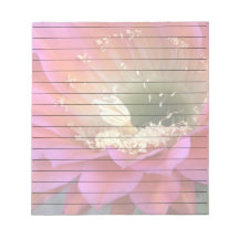 Rosa cactus blomma i öknen