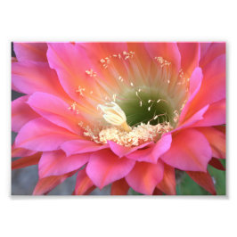 Rosa cactus blomma i öknen fototryck